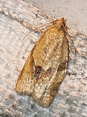 Clepsis