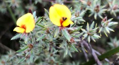 Pultenaea tenuifolia