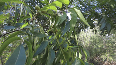 Carya illinoinensis