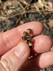 Eucalyptus moluccana