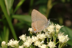 Satyrium polingi