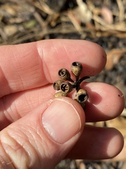 Eucalyptus moluccana