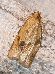 Clepsis