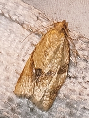 Clepsis