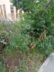 Chenopodium album