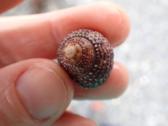 Maurea punctulata