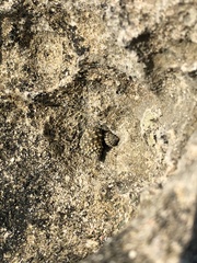 Cenchritis muricatus