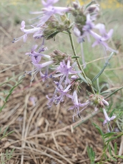 Ipomopsis multiflora