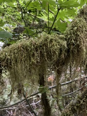 Pseudisothecium stoloniferum