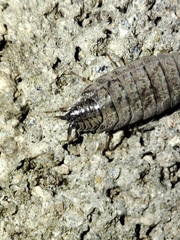 Porcellio dispar