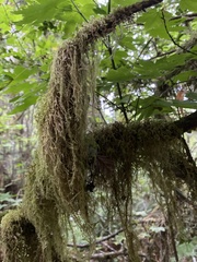 Pseudisothecium stoloniferum