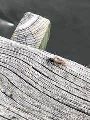 Camponotus pennsylvanicus