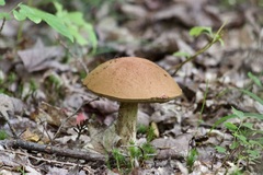 Leccinum