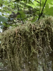 Pseudisothecium stoloniferum