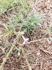 Ipomopsis multiflora