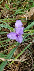 Tradescantia ohiensis