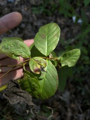 Thyrsanthella difformis