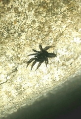 Zelotes