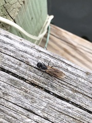 Camponotus pennsylvanicus