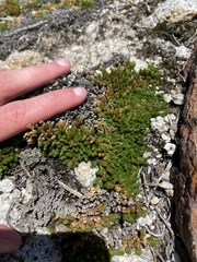 Selaginella watsonii