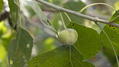 Pemphigus obesinymphae