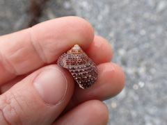 Maurea punctulata