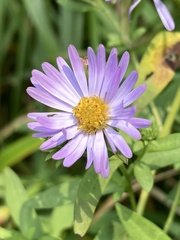 Symphyotrichum subspicatum