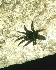 Zelotes