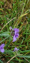 Tradescantia ohiensis