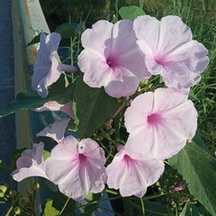 Ipomoea carnea fistulosa