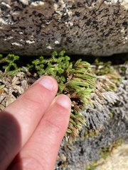 Selaginella watsonii
