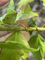 Thyrsanthella difformis