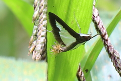 Diaphania hyalinata