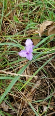 Tradescantia ohiensis