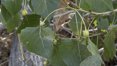 Pemphigus obesinymphae