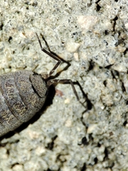 Porcellio dispar
