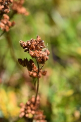 Leptarrhena pyrolifolia