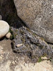 Selaginella watsonii