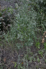 Chenopodium album