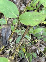 Thyrsanthella difformis
