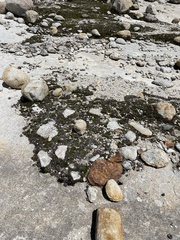 Selaginella watsonii