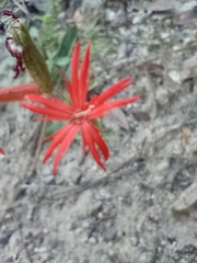 Silene laciniata