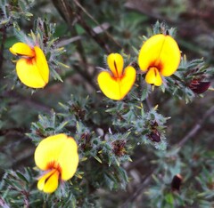 Pultenaea tenuifolia