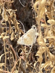 Heliopetes ericetorum