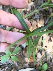 Thyrsanthella difformis