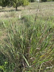 Bothriochloa longipaniculata