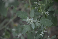 Chenopodium album