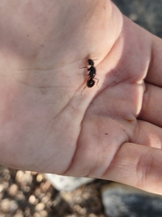 Camponotus sansabeanus