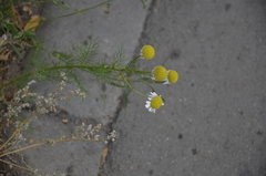 Tripleurospermum inodorum