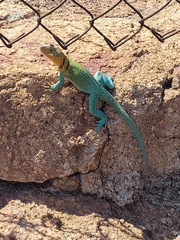 Crotaphytus collaris